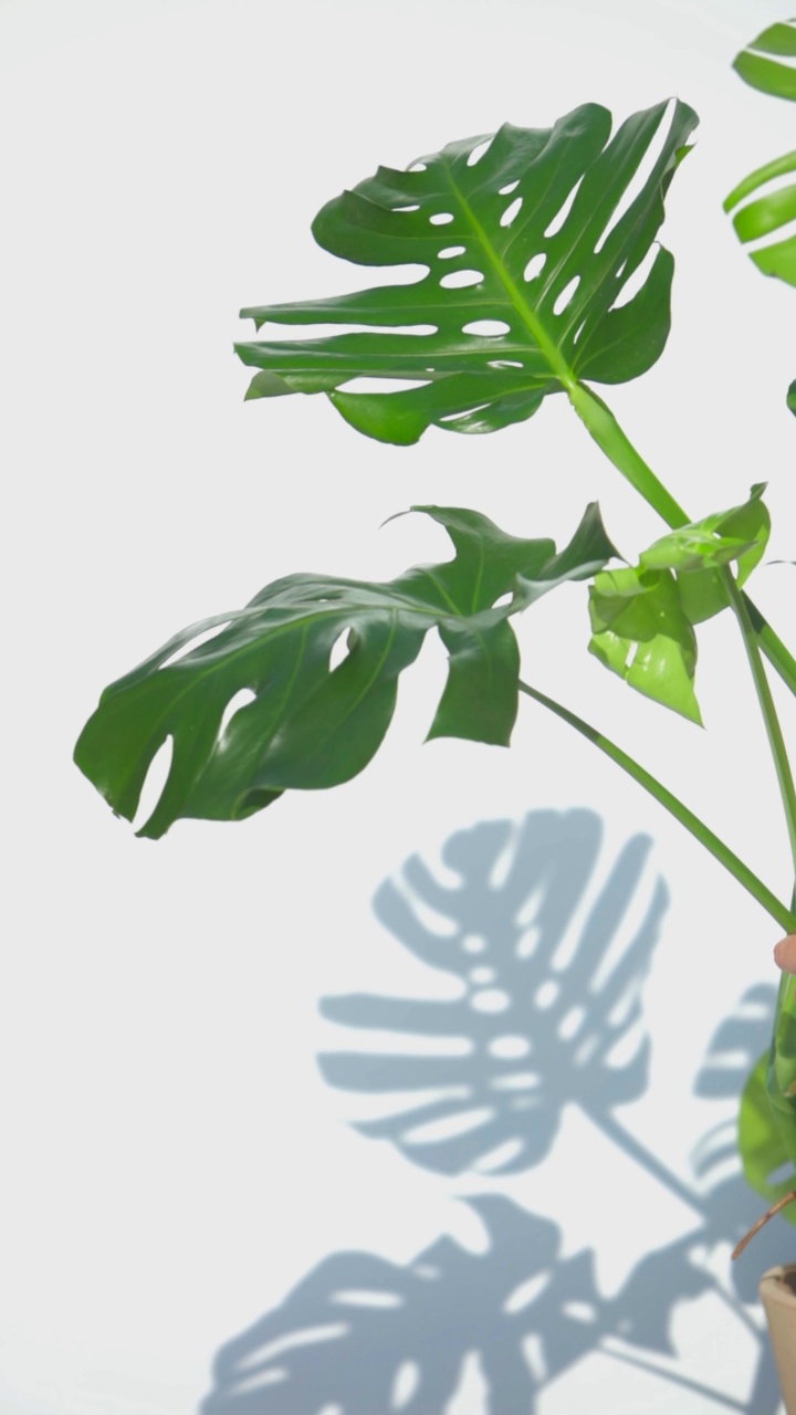 瑞士芝士(Monstera)植物树叶