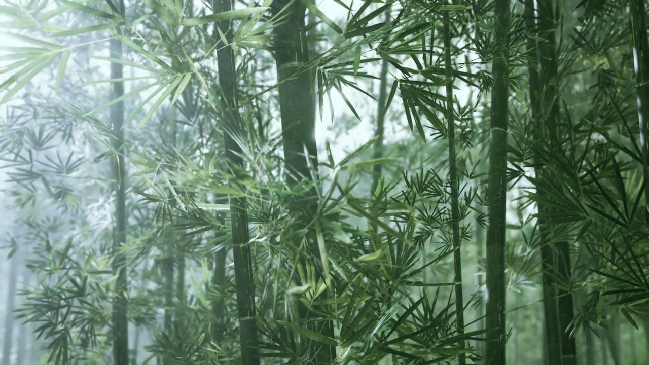 竹林里的清晨气氛