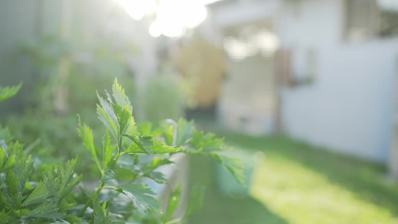 土生土长的草药和蔬菜，可持续的生活方式理念