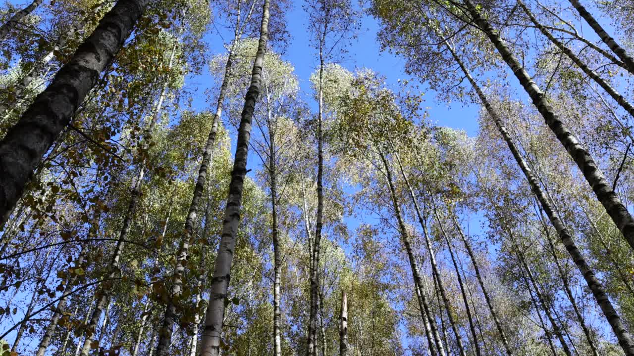 秋天高大的桦树
