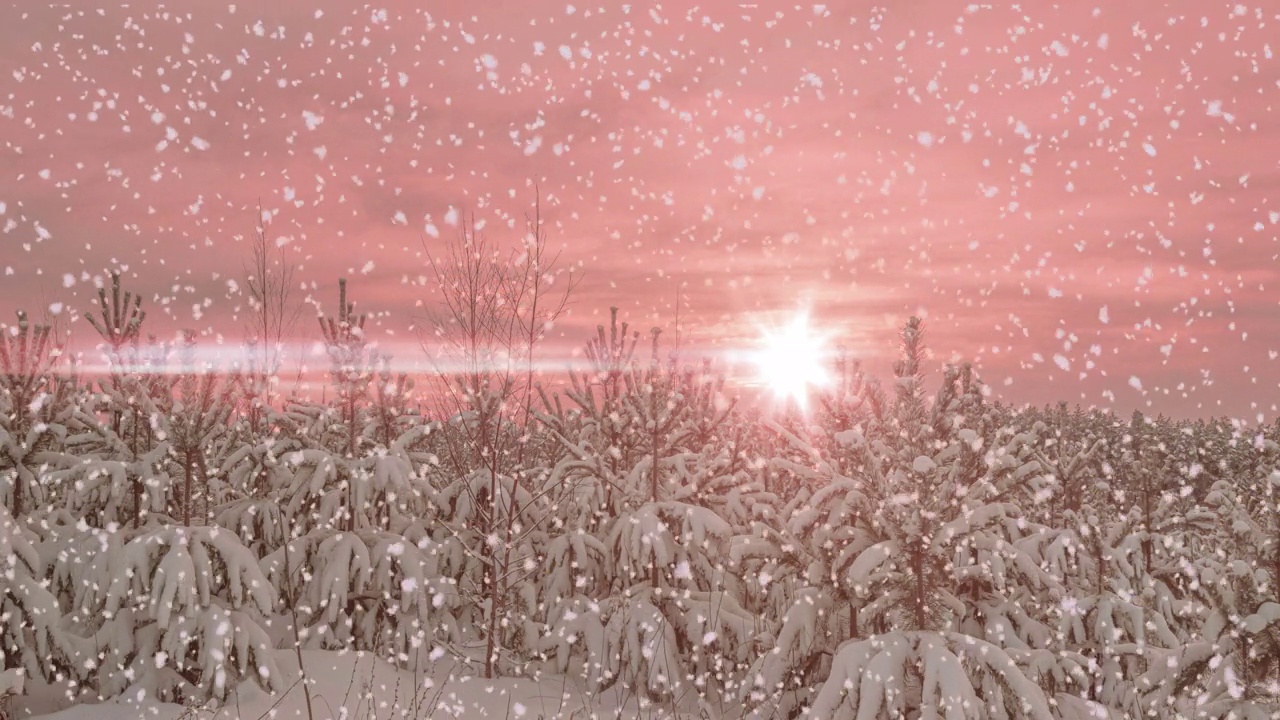 冬松林中的日落或日出伴随着飘落的雪花。降雪。