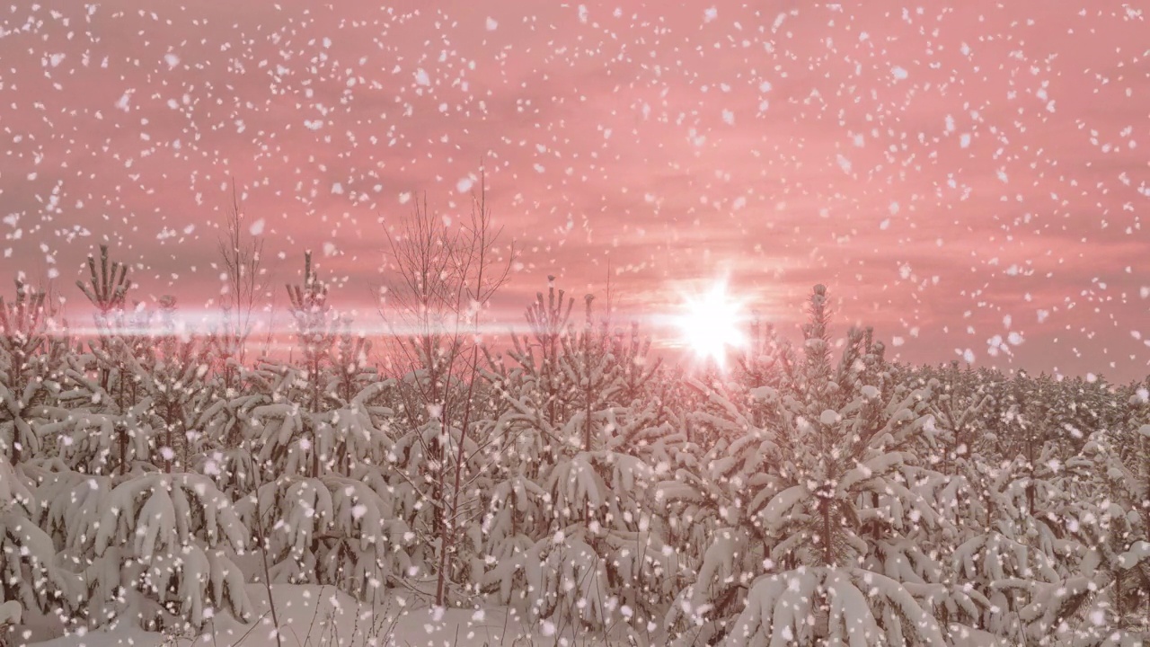 详情图-冬松林中的日落或日出伴随着飘落的雪花。降雪。
