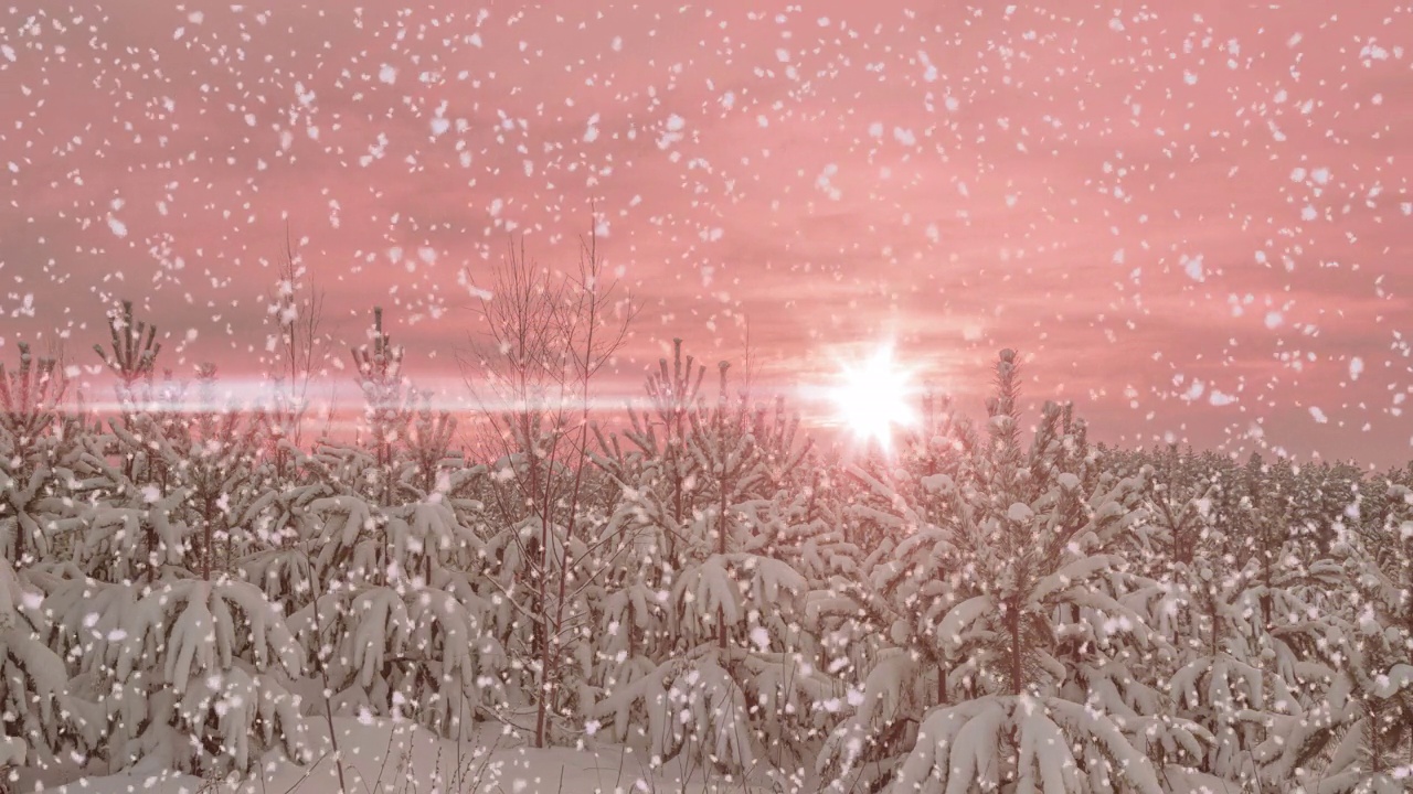 详情图-冬松林中的日落或日出伴随着飘落的雪花。降雪。