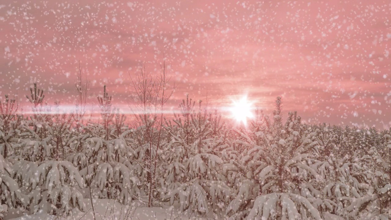 详情图-冬松林中的日落或日出伴随着飘落的雪花。降雪。