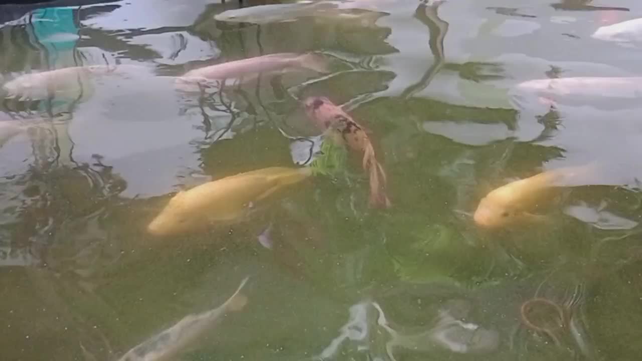 各种颜色的罗非鱼在池塘里游得飞快