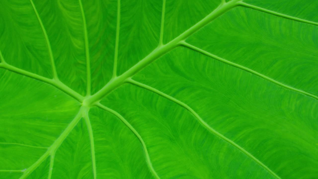 绿色热带植物叶片结构。叶片中心脉纹理镜头特写。有机生态生命源于运动。多汁明亮的色彩背景。