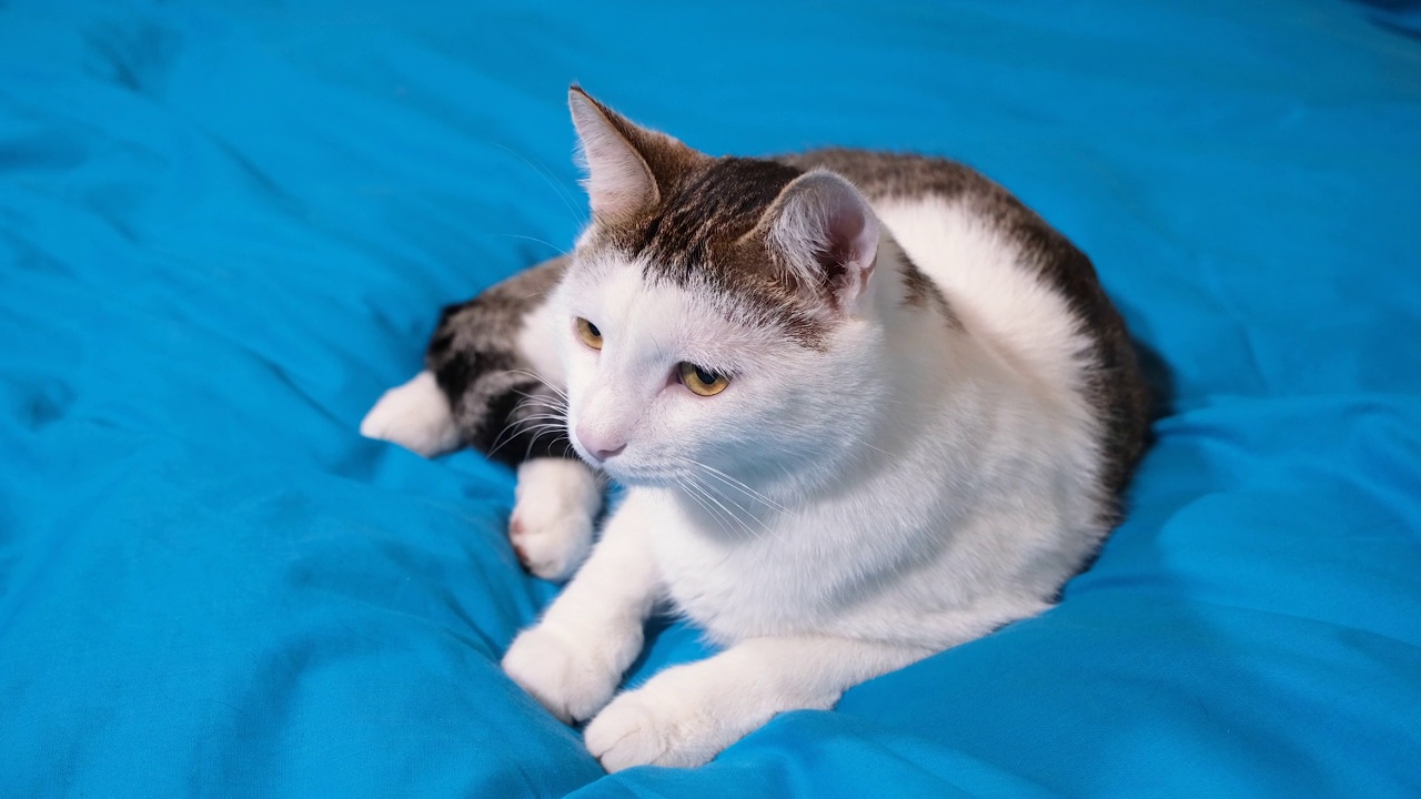 一只有趣的猫躺在蓝色的毯子上，仔细地看着摄像机。可爱的宠物猫。4K分辨率视频