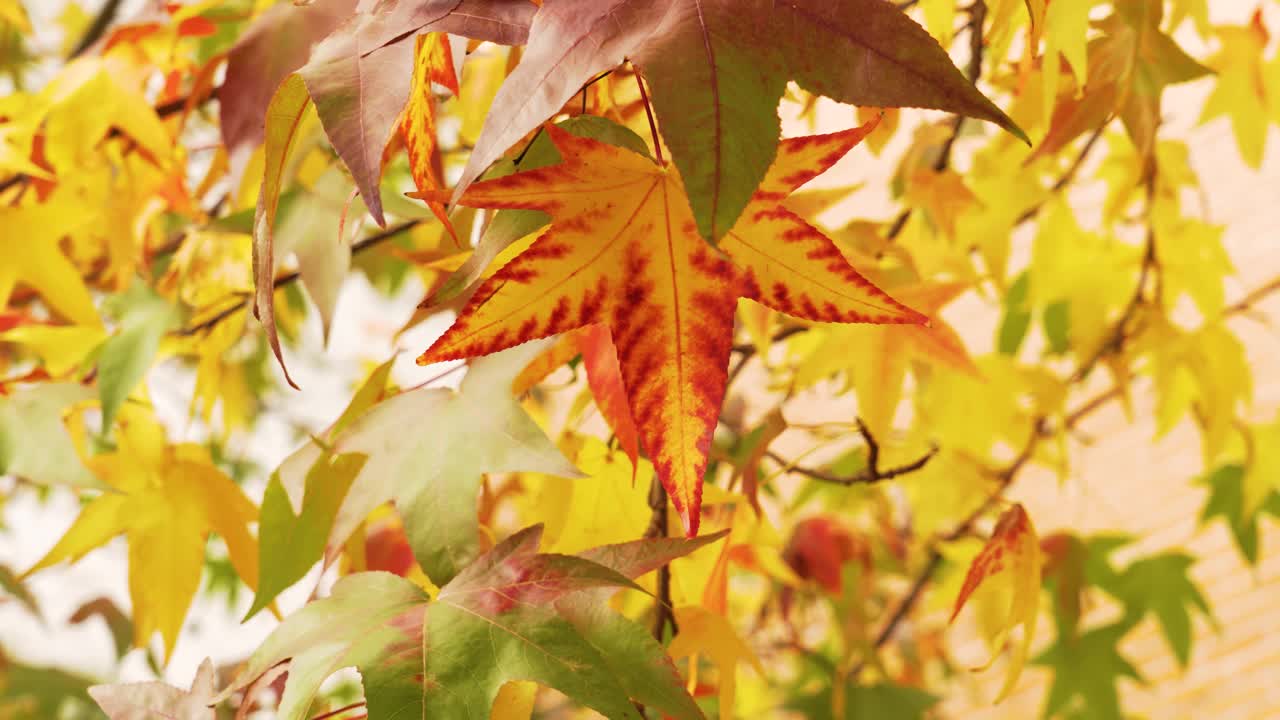 多彩的秋叶色彩。美国枫香