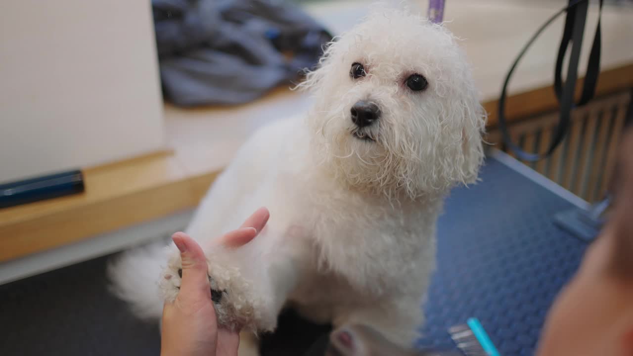漂亮的白色贵宾犬在美容沙龙，专业美容师正在吹干洗后的头发