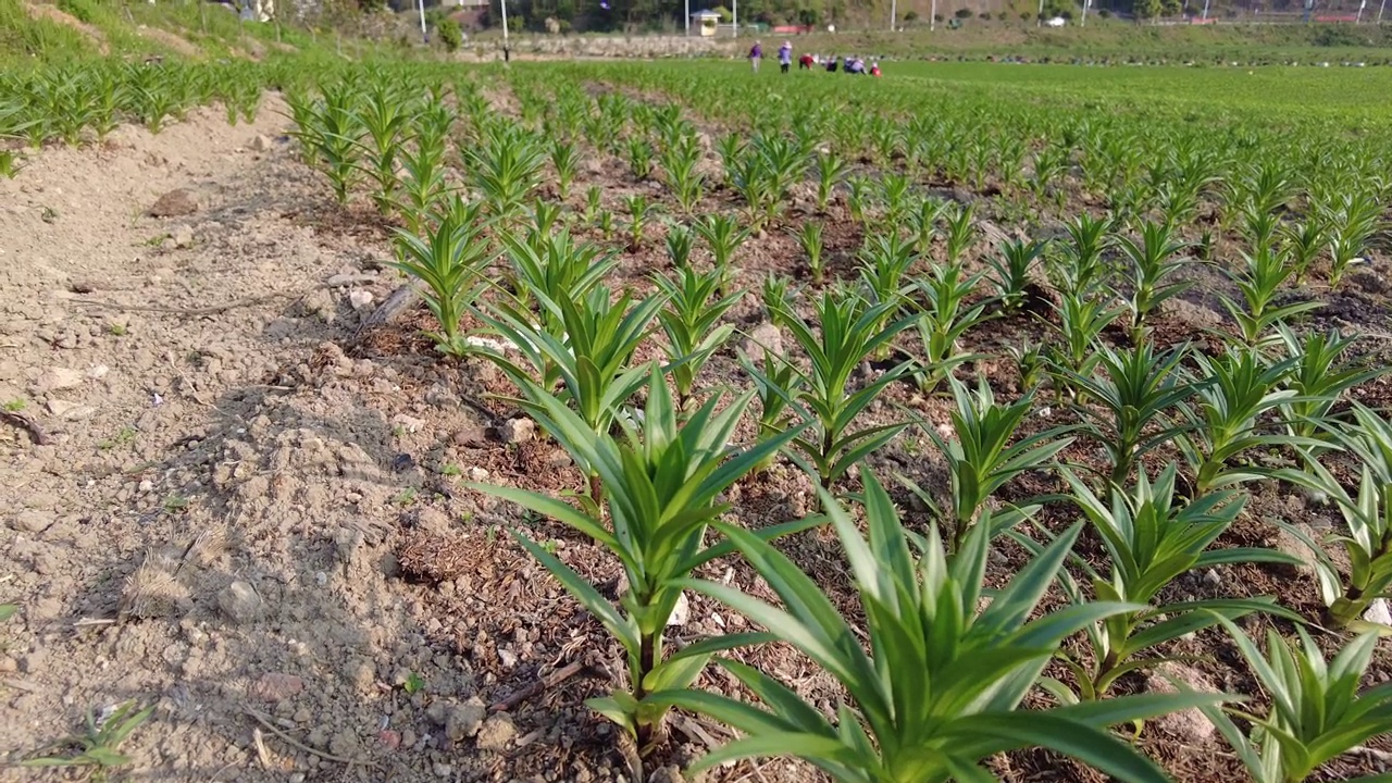 有机农场在地里种植百合幼苗