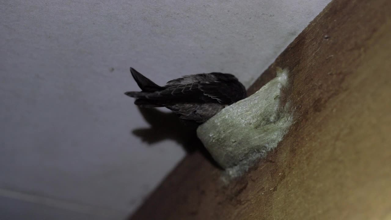 可食用燕窝农场，黑窝金丝燕