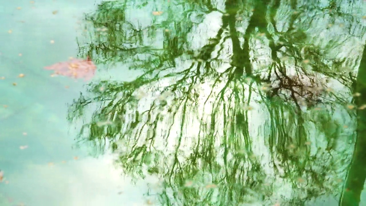 树映水。波浪形水面上的树影。