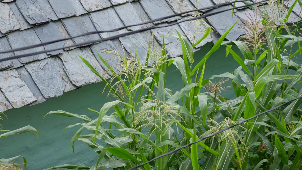 新鲜玉米的绿叶在风中摇曳。植物茎。新鲜的绿草。花园里种植的健康新鲜草本植物。农业。