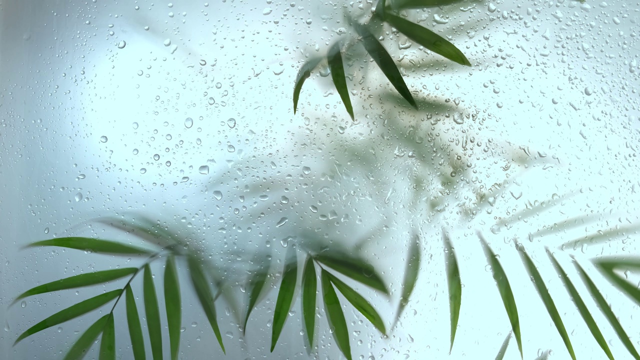 树枝上有树叶的阴影效果。模糊的图片与雾的叶片剪影背后。有选择性的重点。模糊运动背景