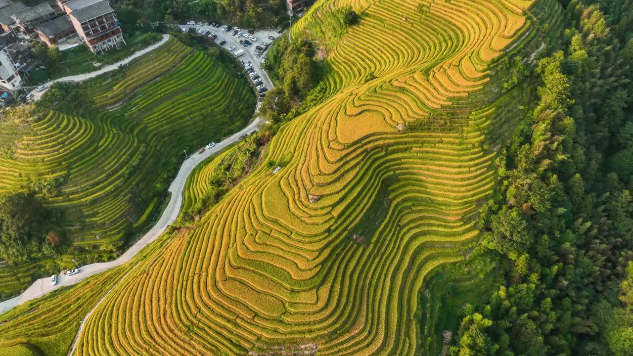 隆基梯田的秋收时节