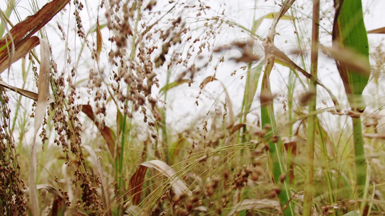 绿色高粱农场。绿色小麦作物胚芽农业。