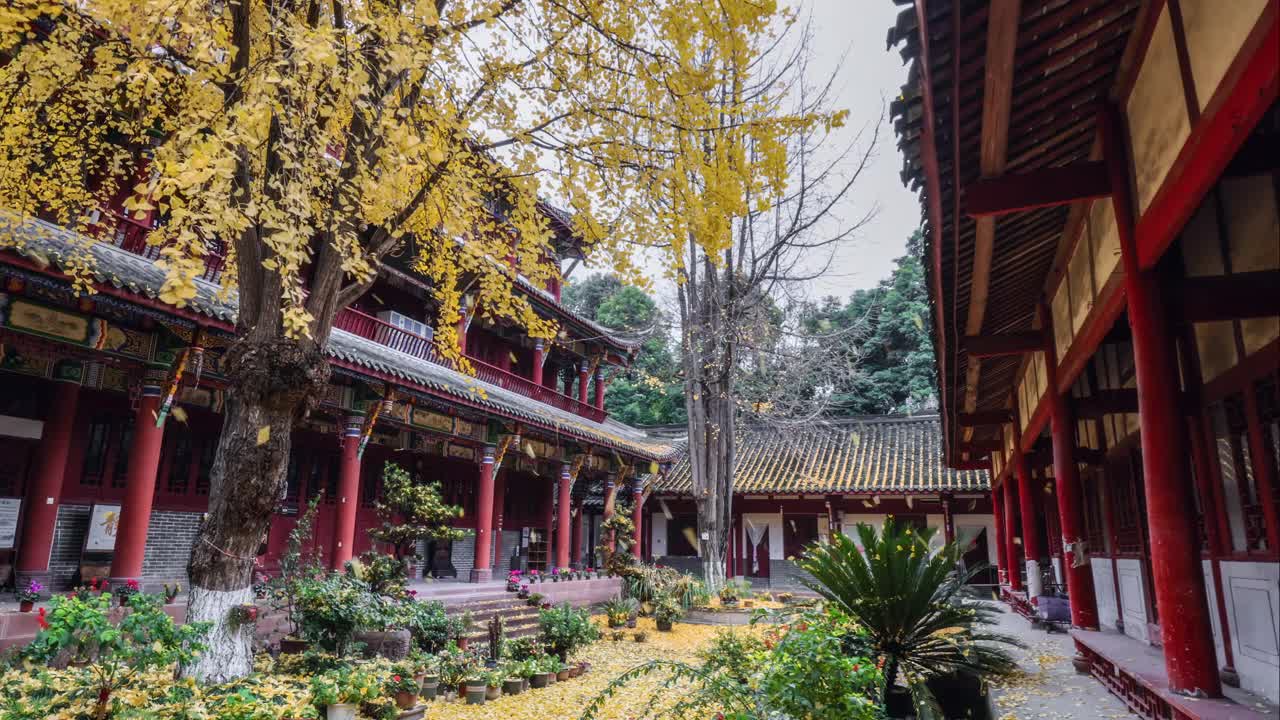 院子里，银杏叶满地都是