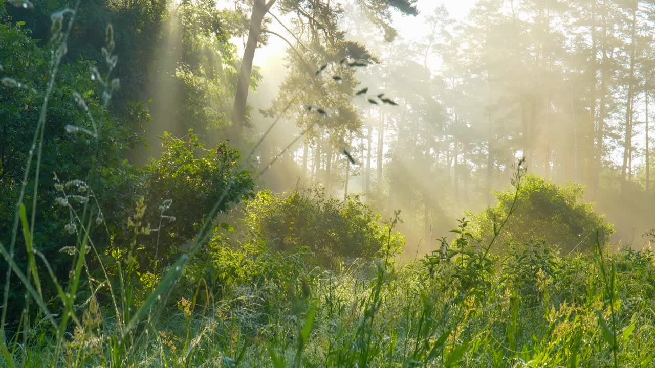 日出时的神奇森林。阳光穿过大树的树枝。森林里阳光明媚的早晨，夏日的概念。强大的树木和轻盈的雾霾。UHD 4 k