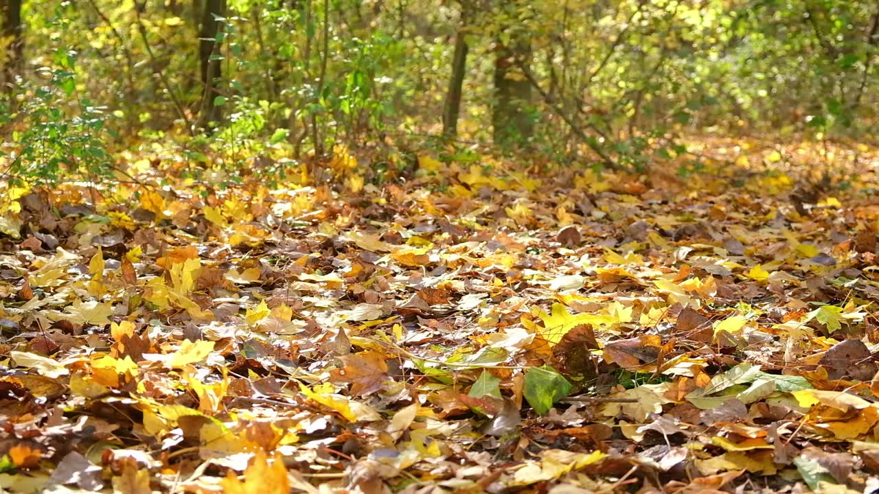 詳情圖-秋天的森林里，干燥的橙黃色樹(shù)葉從樹(shù)上飄落。公園里的秋葉在刮風(fēng)的日子里飄落