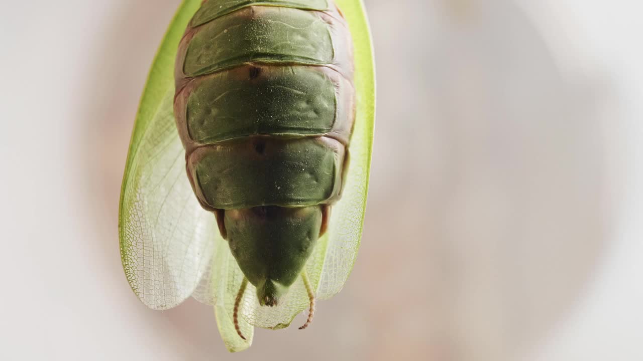 生物技术。在实验室里对雌性螳螂身上昆虫的研究。生物学