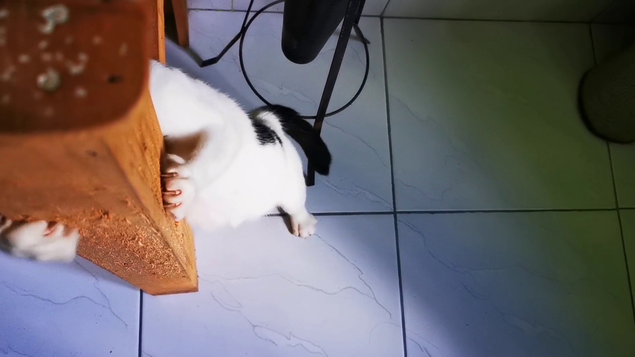 一只猫一边玩一边抓木桌腿磨指甲