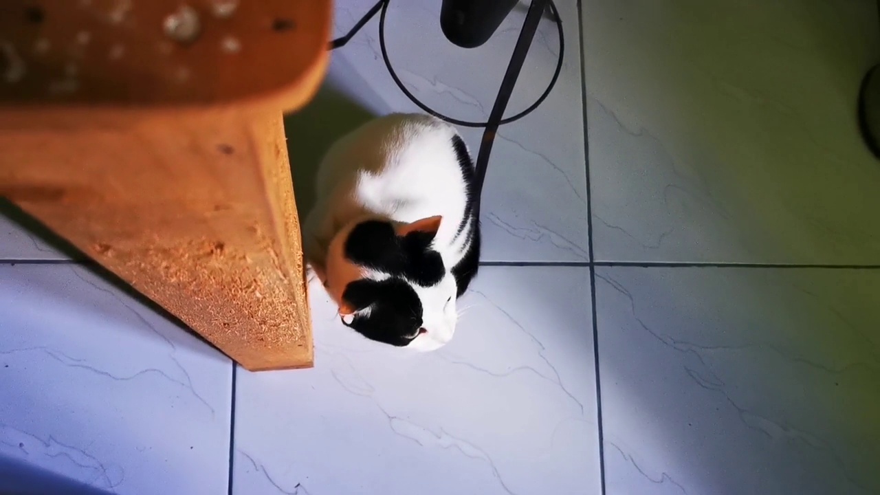 详情图-一只猫一边玩一边抓木桌腿磨指甲