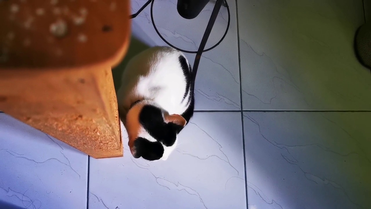 详情图-一只猫一边玩一边抓木桌腿磨指甲