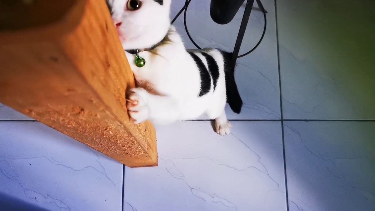 详情图-一只猫一边玩一边抓木桌腿磨指甲
