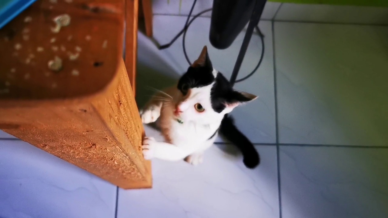 详情图-一只猫一边玩一边抓木桌腿磨指甲