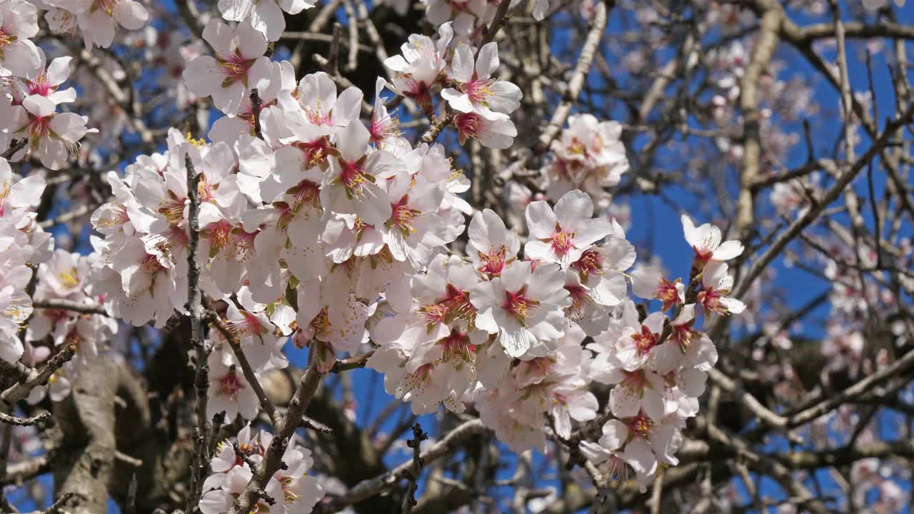 杏树在春季