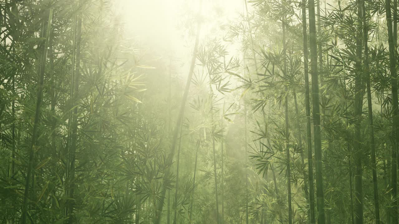 绿色的竹子在雾中有茎和叶