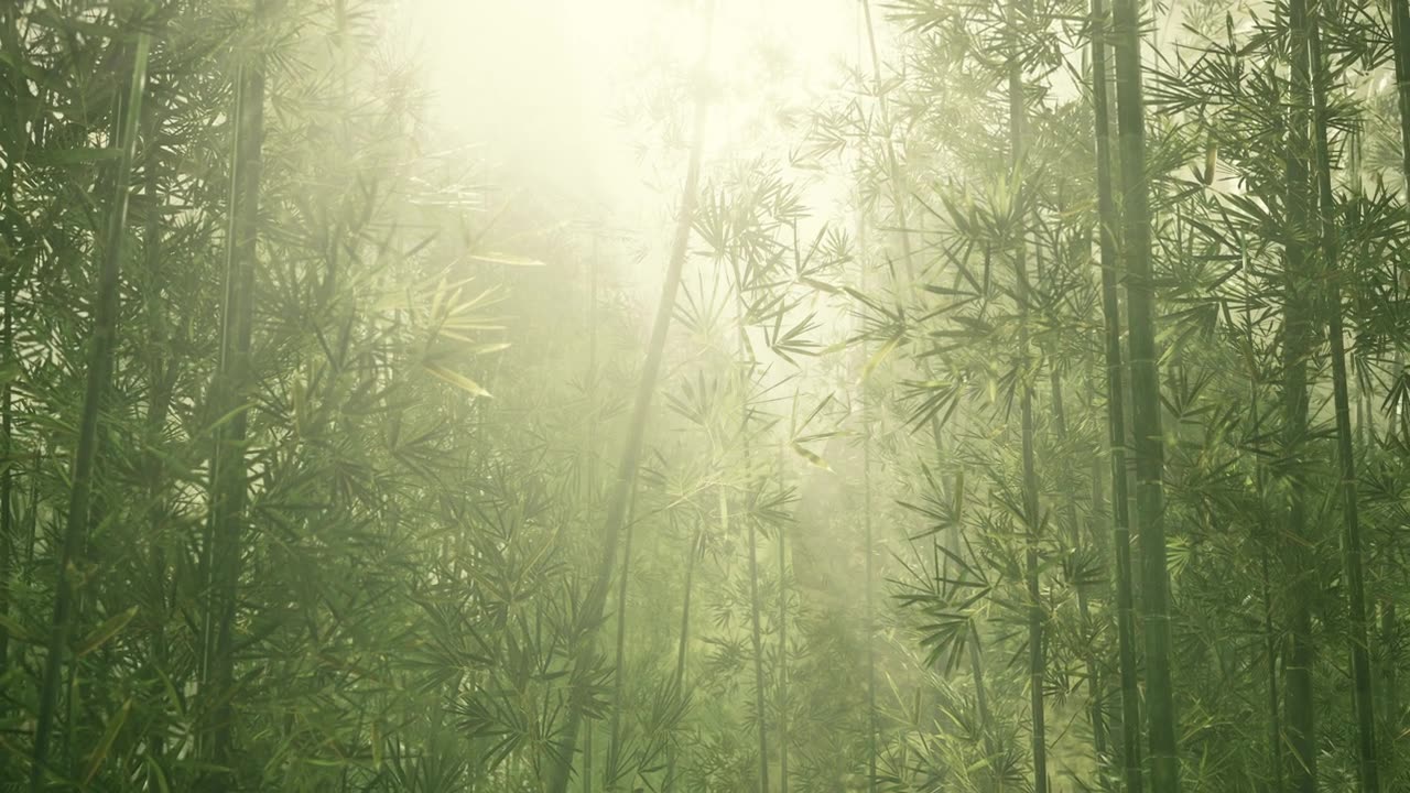 詳情圖-綠色的竹子在霧中有莖和葉