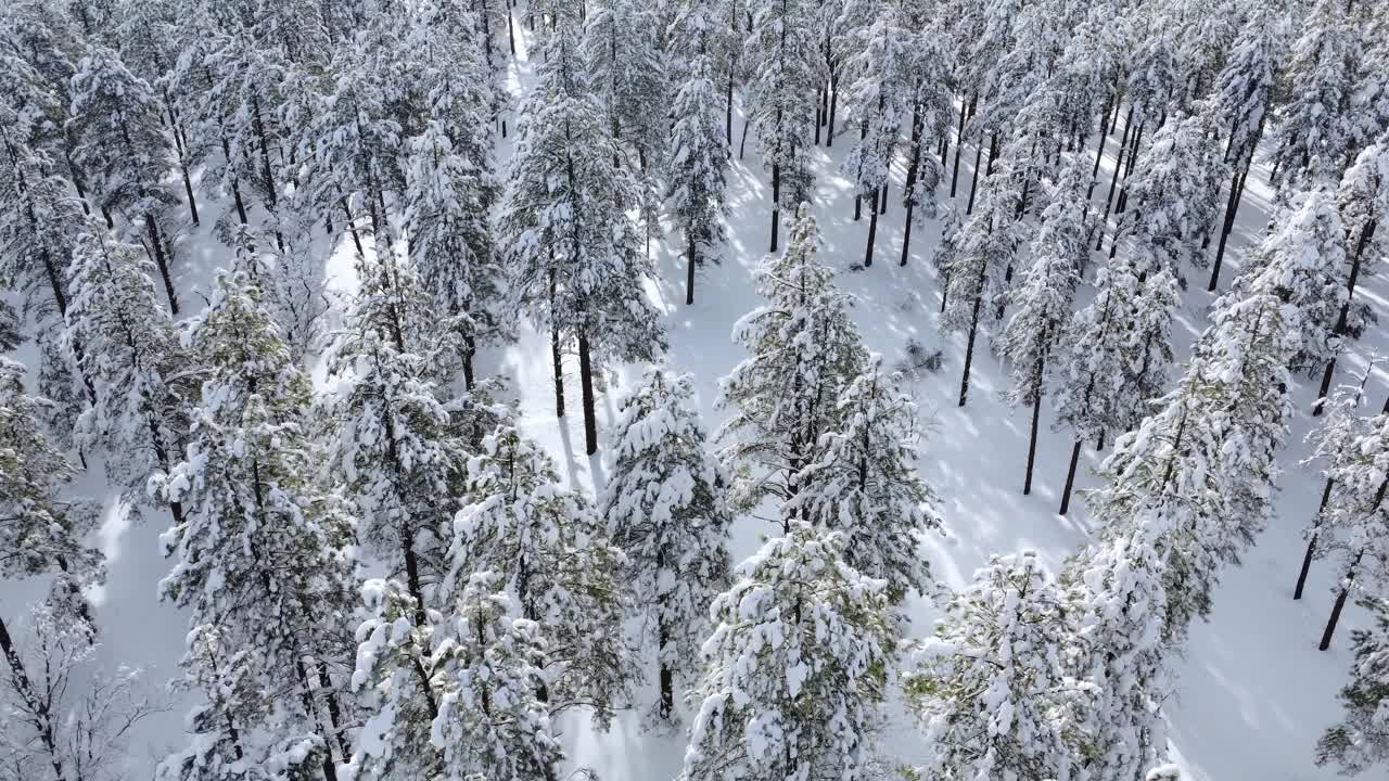 森林中被雪覆盖的树木的空中透视