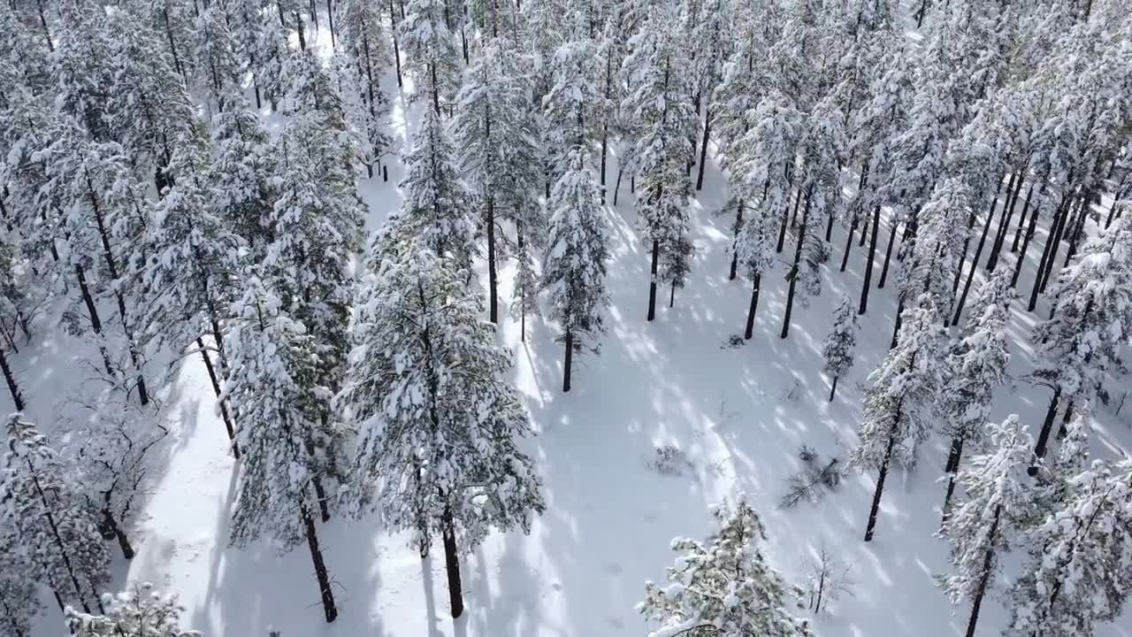 详情图-森林中被雪覆盖的树木的空中透视