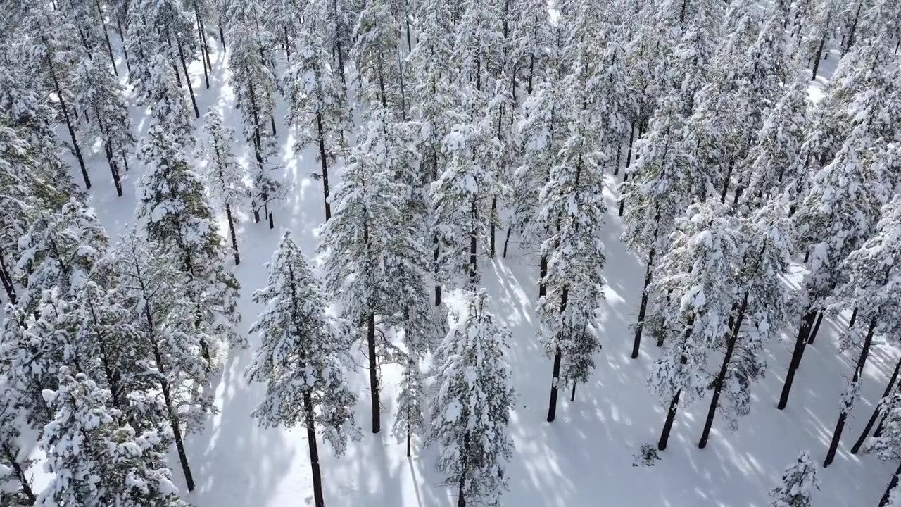 详情图-森林中被雪覆盖的树木的空中透视