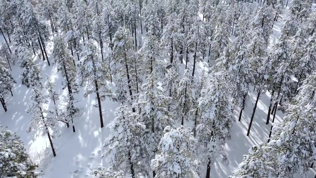 详情图-森林中被雪覆盖的树木的空中透视