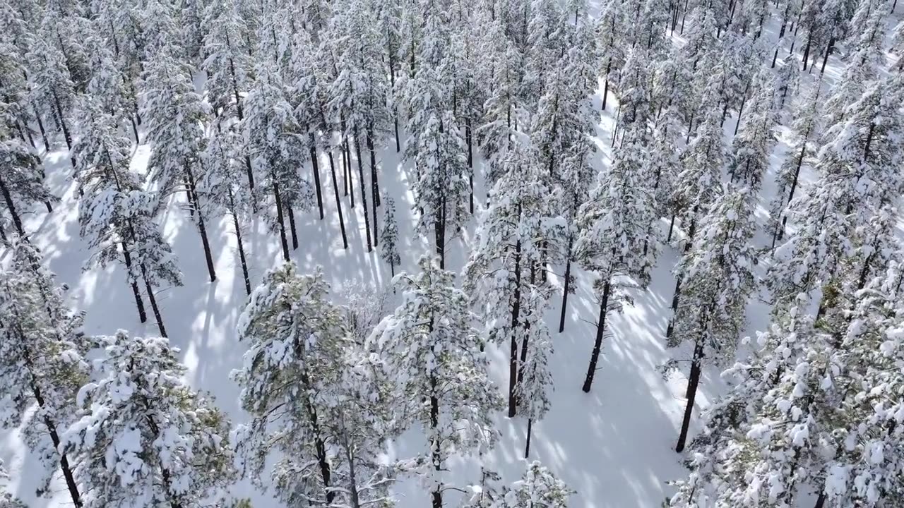 详情图-森林中被雪覆盖的树木的空中透视