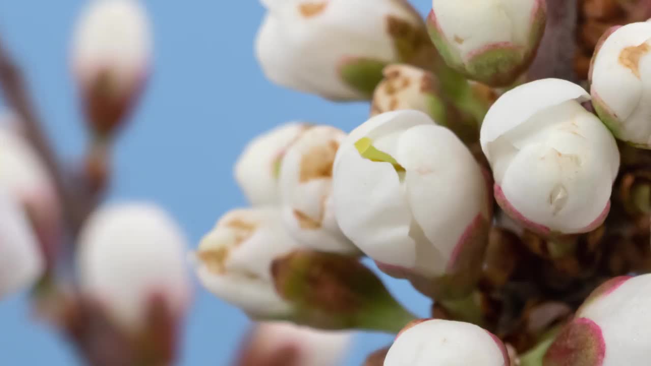 微距延时开花的白刺花特写，孤立在蓝屏上