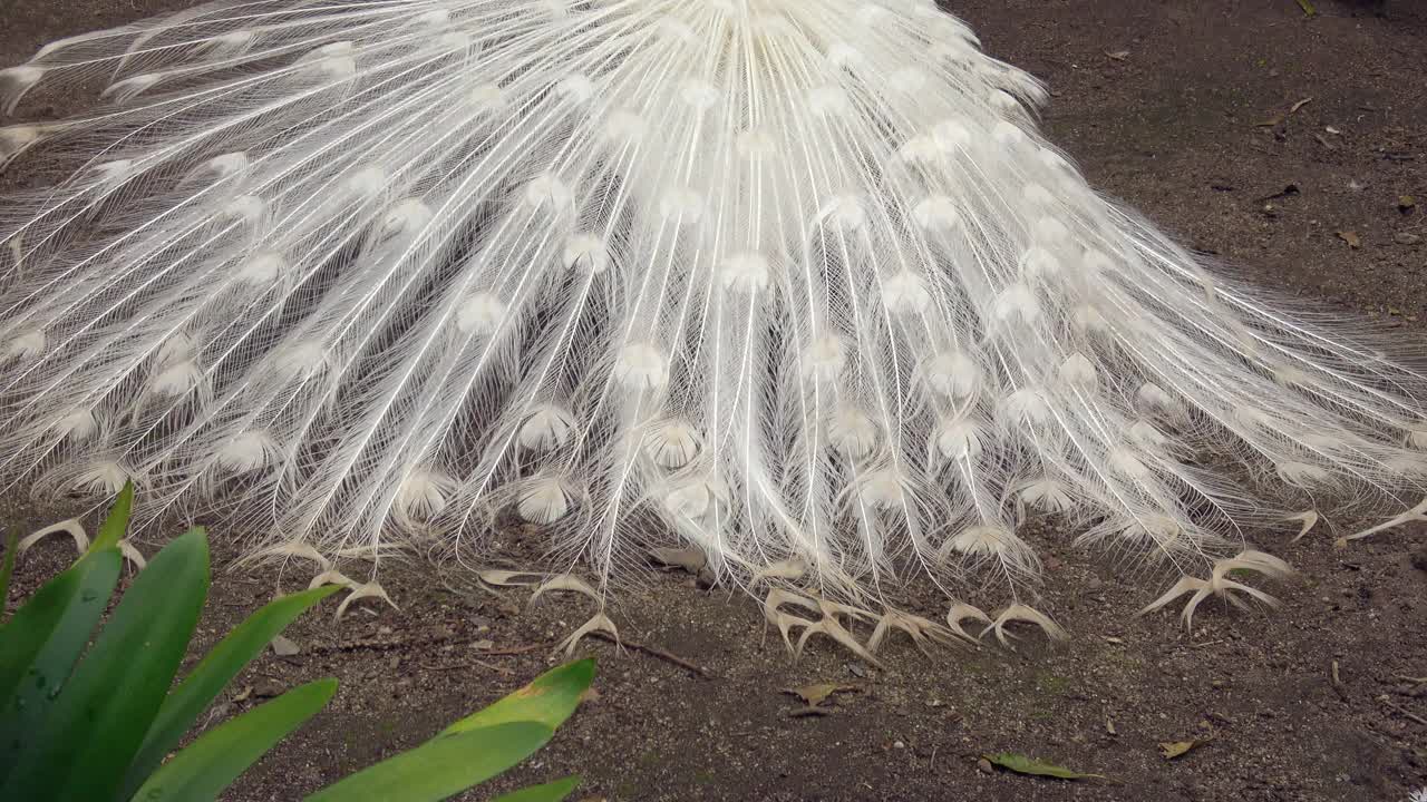 白孔雀尾