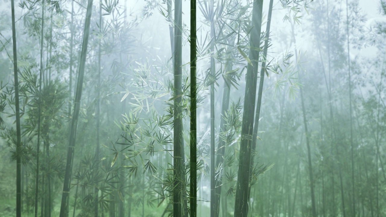 详情图-竹林与自然清晨阳光在花园种植
