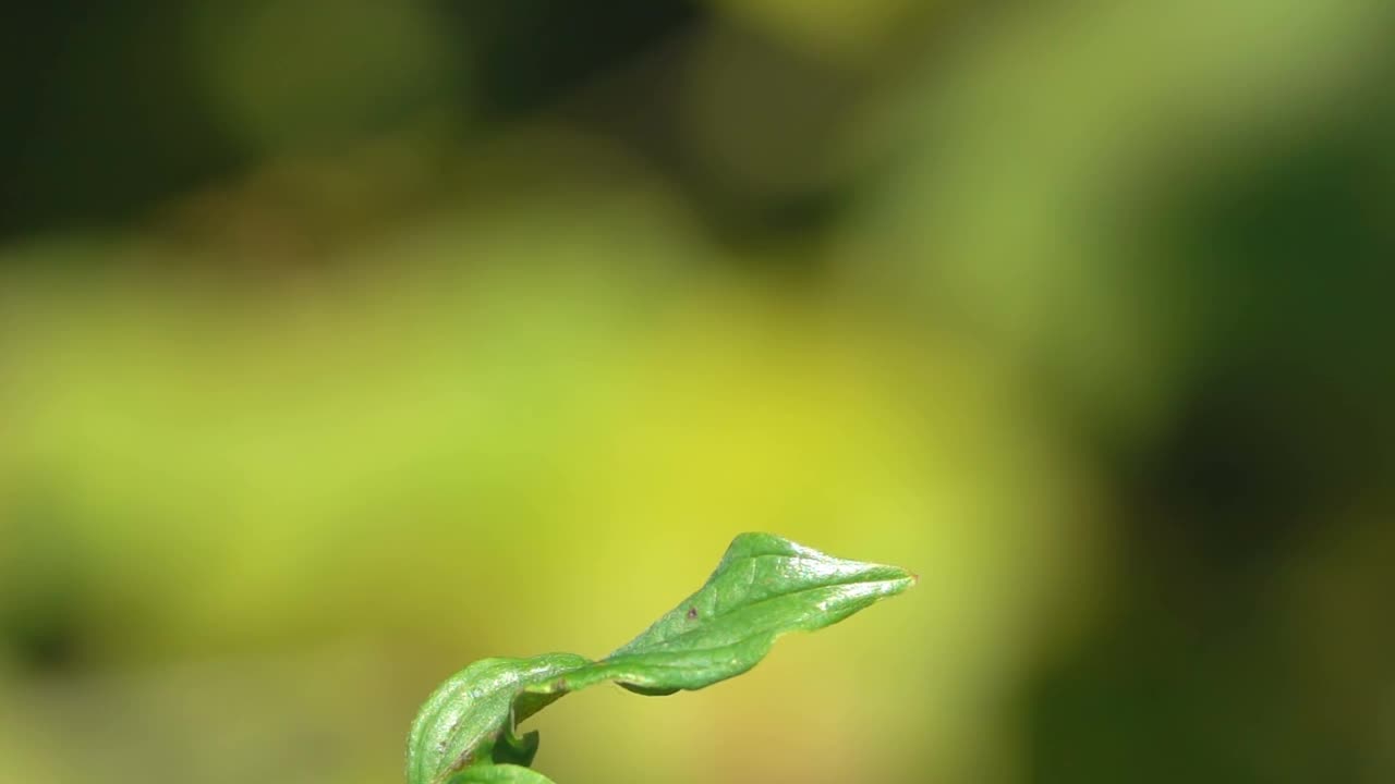 美丽的蜻蜓