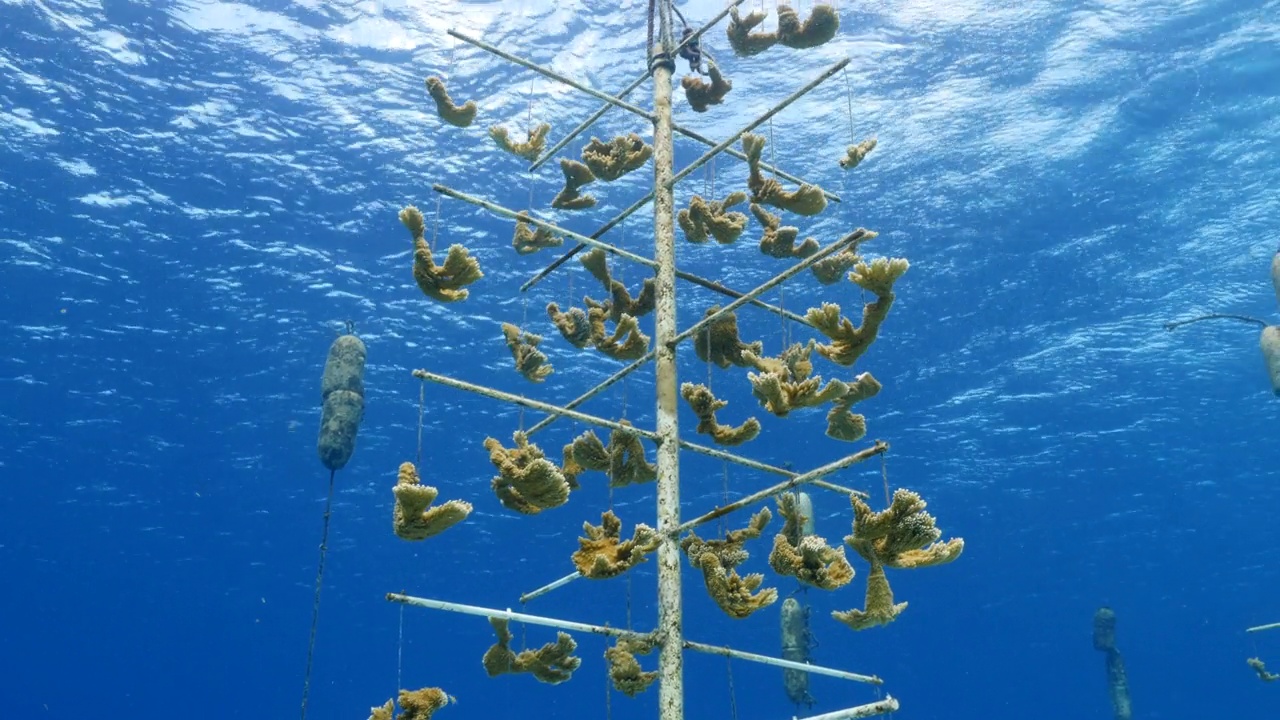 加勒比海珊瑚礁的珊瑚复原海景