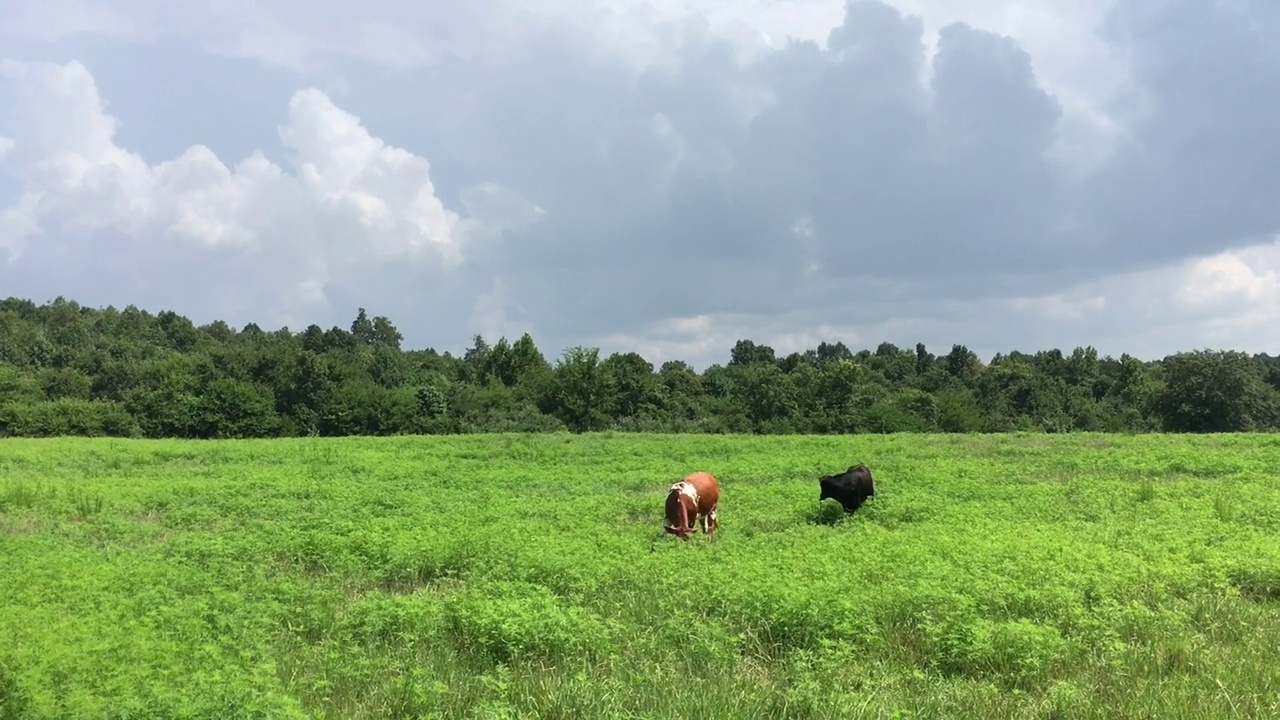 牛在森林环绕的绿色田野上吃草，在炎热的夏天，暴风雨云正在积聚