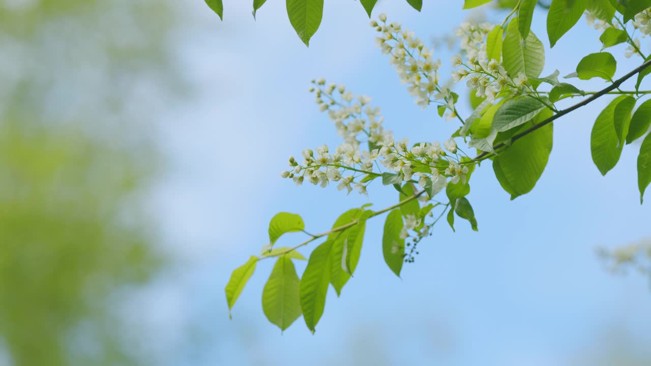 鸟樱在枝头选择性聚焦开花。杨梅或杨梅或五月天树。缓慢的运动。