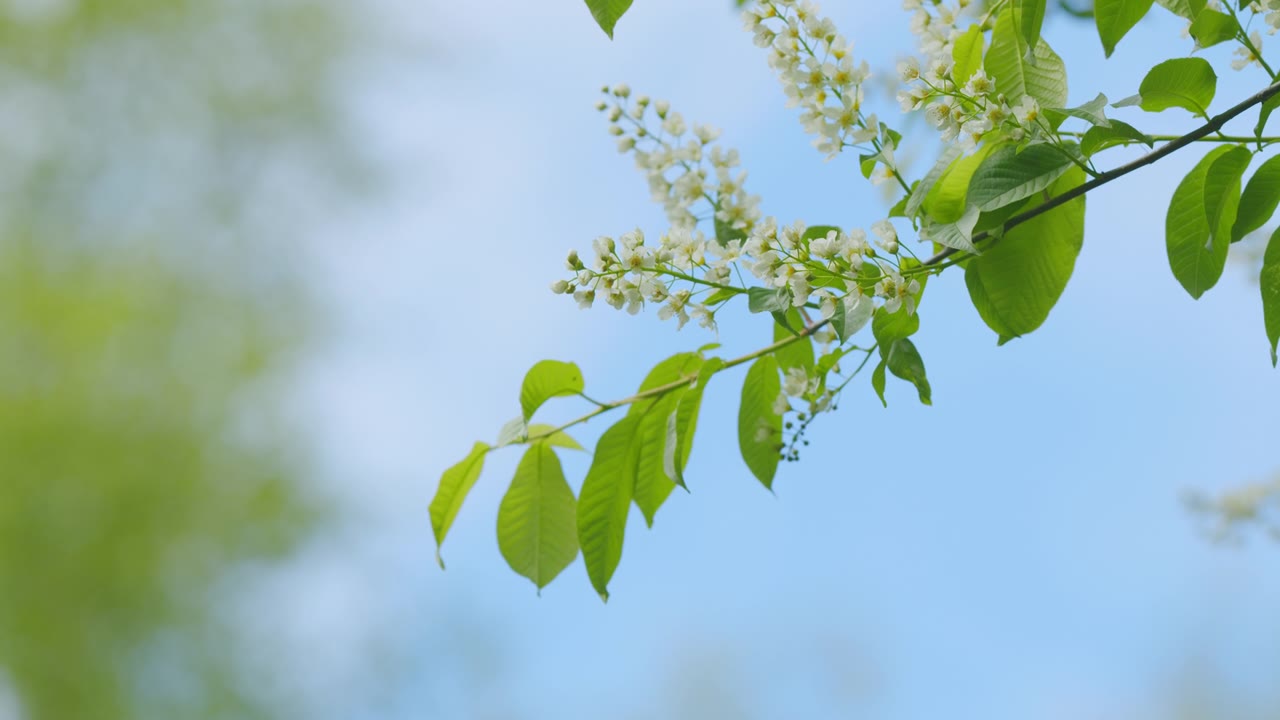 详情图-鸟樱在枝头选择性聚焦开花。杨梅或杨梅或五月天树。缓慢的运动。