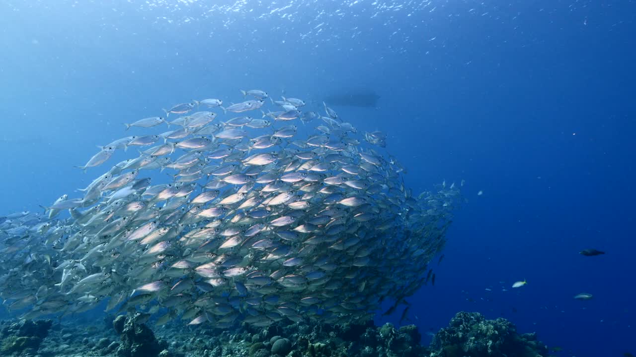 在加勒比海的珊瑚礁中，鲭鱼成群的海景