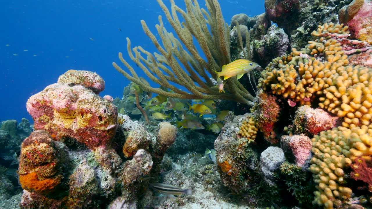 加勒比海珊瑚礁中的咕嚕魚海景