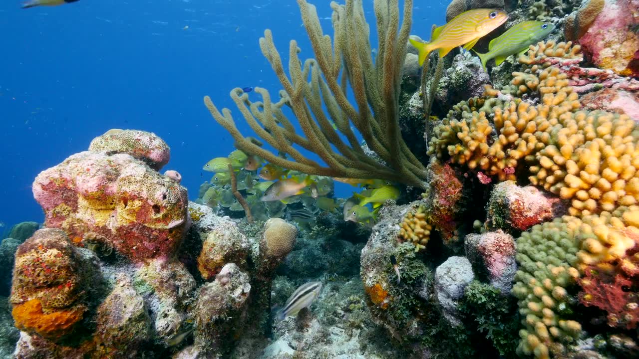 詳情圖-加勒比海珊瑚礁中的咕嚕魚海景