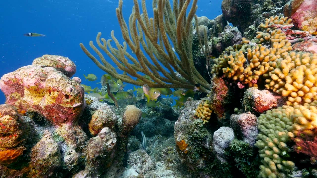 詳情圖-加勒比海珊瑚礁中的咕嚕魚海景