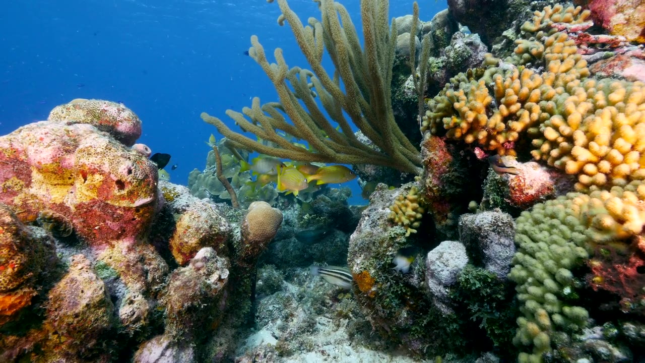 詳情圖-加勒比海珊瑚礁中的咕嚕魚海景